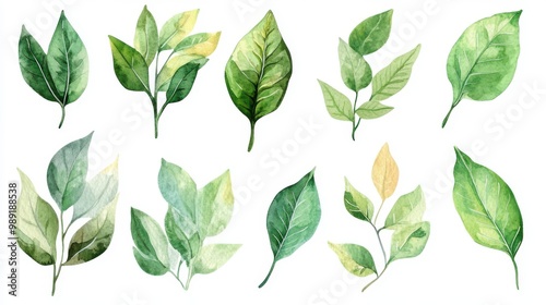 Watercolor Green Leaves Collection