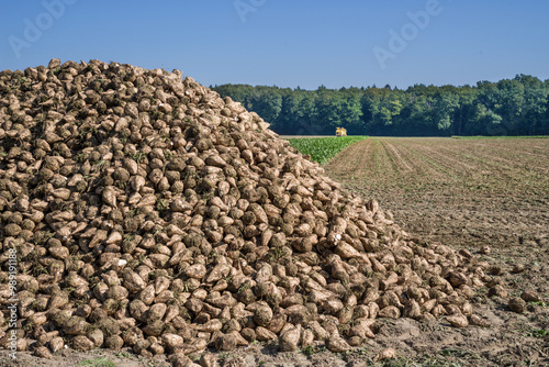 Zuckerrübenernte photo