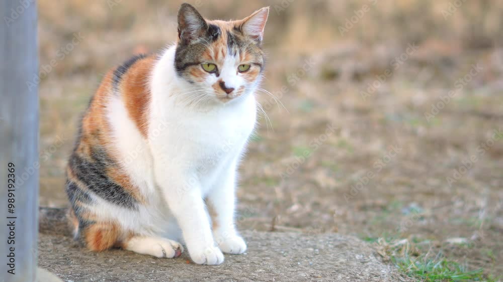 Calico community cats in the park Calico community cats in the park