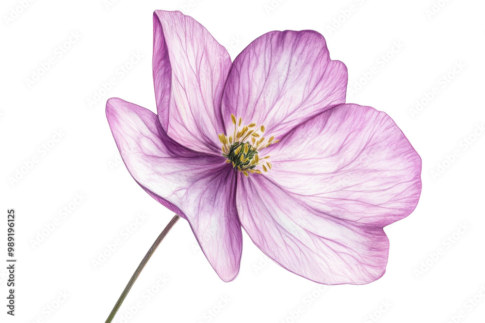 Delicate pink flower with intricate petals, isolated on white background. transparent background Delicate pink flower with intricate petals, isolated on white background. transparent background