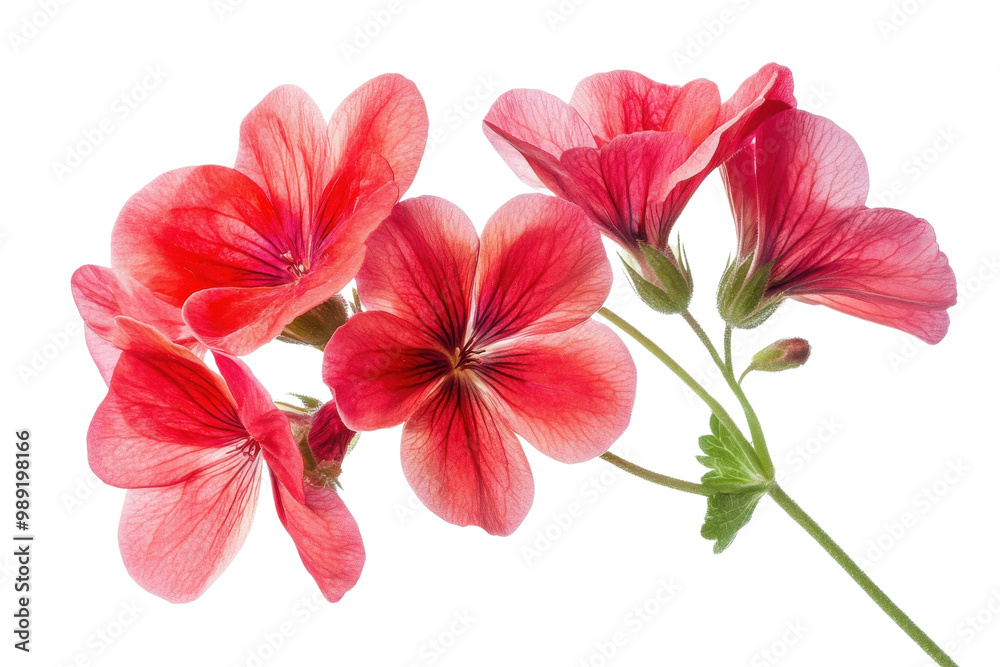 Pink geranium flowers on a stem, white isolate background transparent background Pink geranium flowers on a stem, white isolate background transparent background