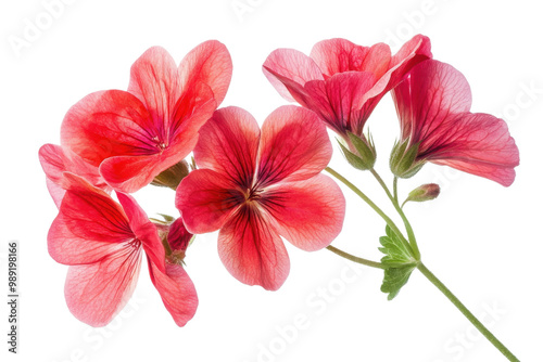 Pink geranium flowers on a stem, white isolate background transparent background