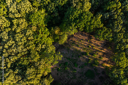 Obraz na płótnie Deforestation in the middle of a deciduous forest. Aerial view with the empty space that remained in the middle of the forest after trees were cut. Danger for the environment. w salonie
