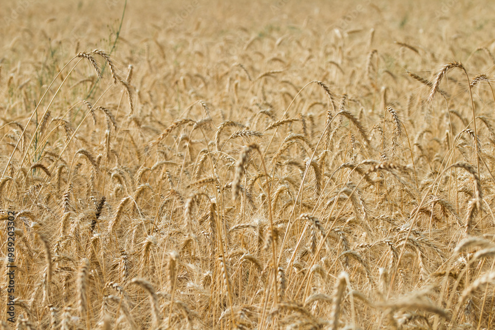 Background of ripening ears of wheat field.