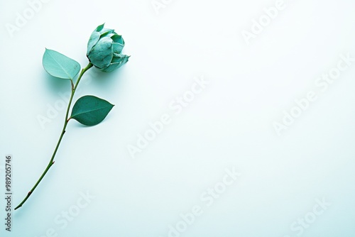 Fresh green eucalyptus branch on pale blue background
