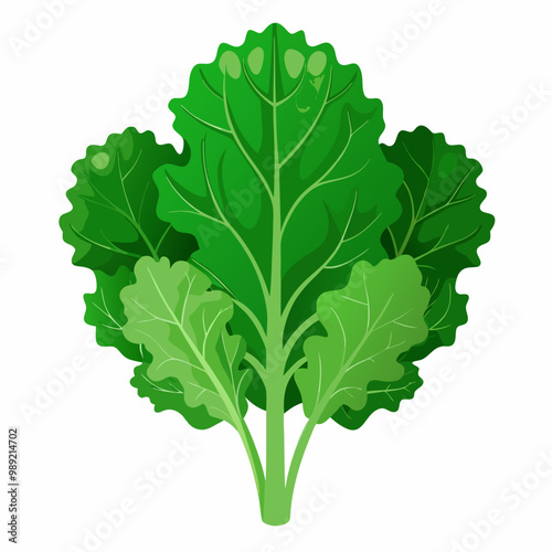 Raw green kale vegetable isolated detailed flat vector illustration natural food design