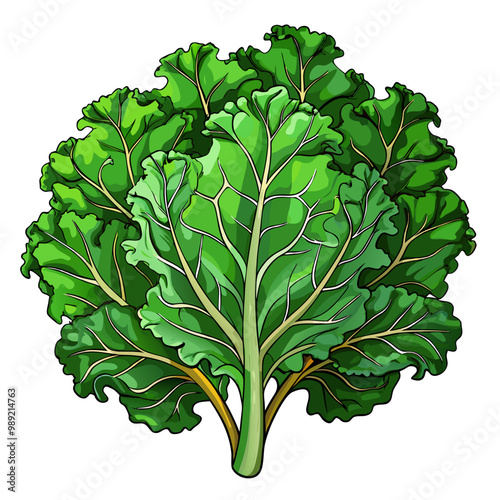 Farm fresh kale bunch with vibrant green leaves vector illustration graphic design art