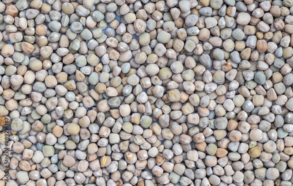 Grass Pea or Chickling Pea Seed Background in Horizontal Orientation, Also Known as Indian Pea, Lathyrus Sativus, Cicerchia, Blue Sweet Pea, Chickling Vetch or White Pea Grass Pea or Chickling Pea Seed Background in Horizontal Orientation, Also Known as Indian Pea, Lathyrus Sativus, Cicerchia, Blue Sweet Pea, Chickling Vetch or White Pea