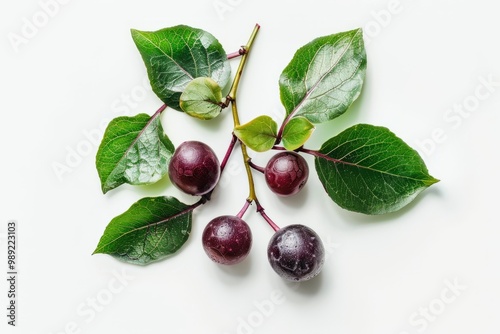 A fresh salal berry isolated on white