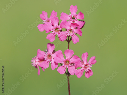 Pink flower of the sticky catchfly or clammy campion, Silene viscaria