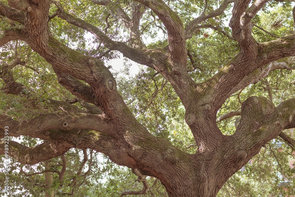 Large Live Oak Tree Branches Background in South Carolina Large Live Oak Tree Branches Background in South Carolina