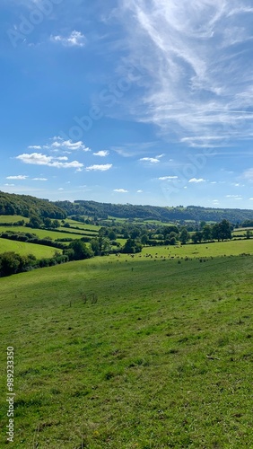 landscape with green grass and sky