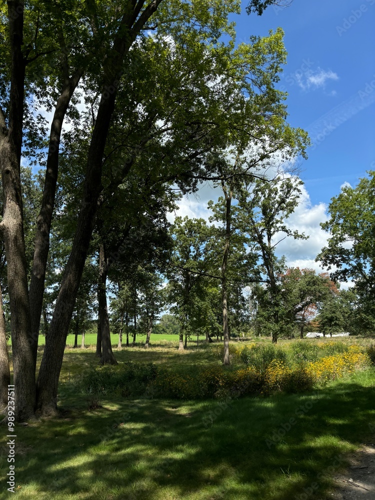 Fototapeta premium trees in the park