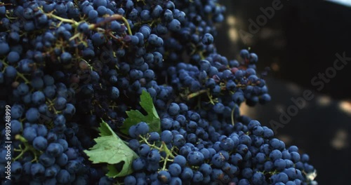 Super slow motion close up of fresh ripe red grapes are being picked up by agricultural machinery tractor harvester during harvesting wine season on vineyards for further high quality wine production