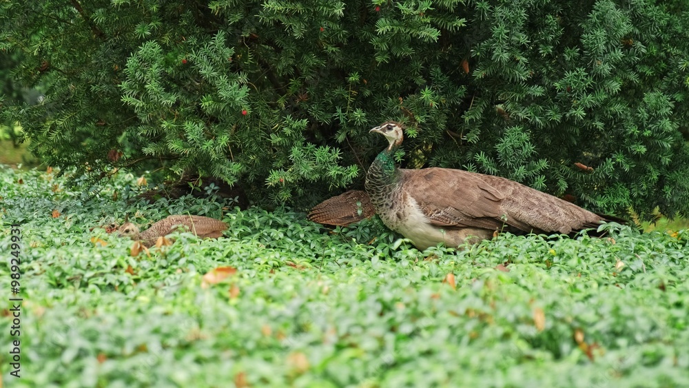 Fototapeta premium Female Peacock with Chicks Looking for Food Eating Berries from European Yew Shrub