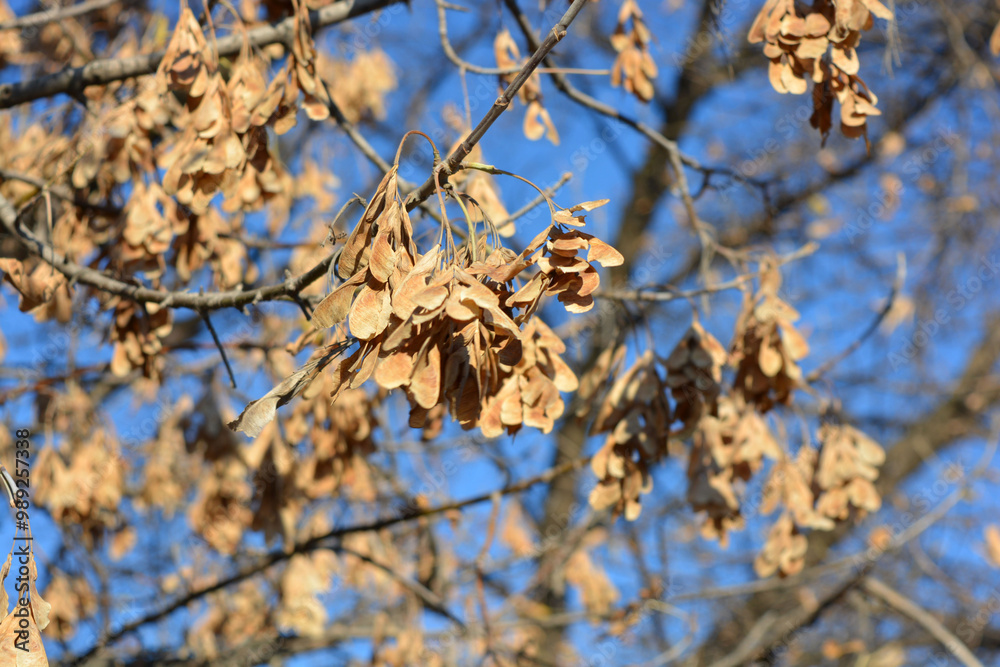 Beautiful and beautiful nature of the autumn park. Dry, bright, golden, yellow-green leaves hang on the tree against the blue sky. Beautiful and beautiful nature of the autumn park. Dry, bright, golden, yellow-green leaves hang on the tree against the blue sky.