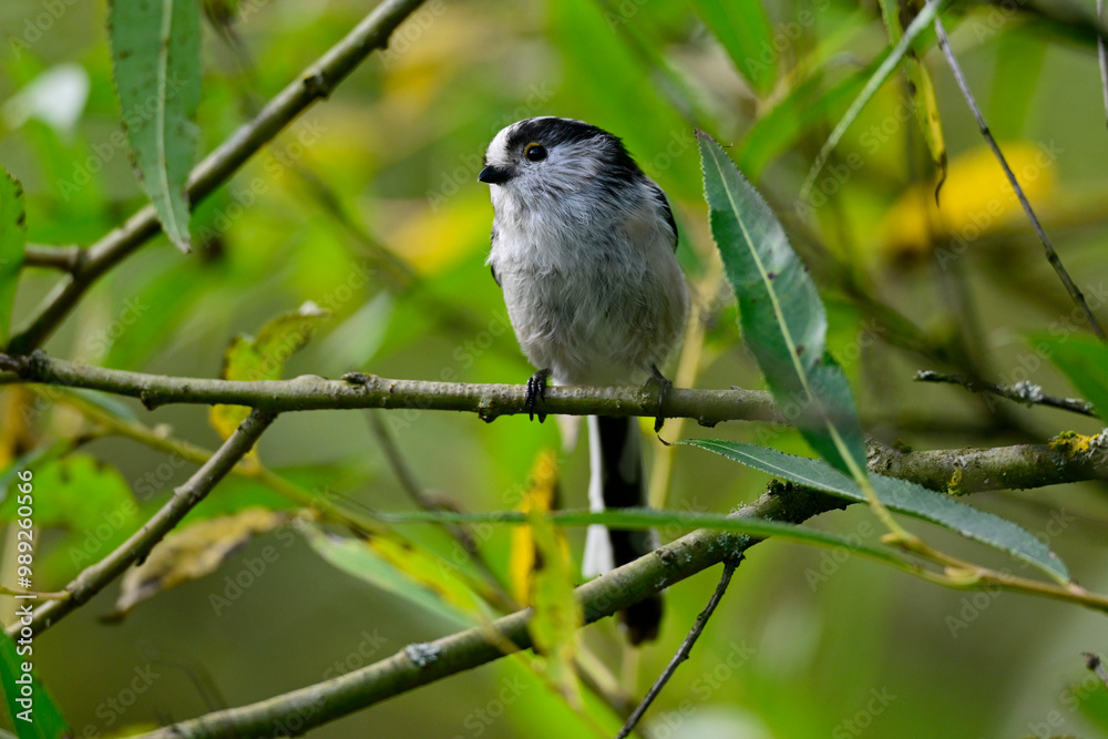 Schwanzmeise // Long-tailed tit (Aegithalos caudatus) Schwanzmeise // Long-tailed tit (Aegithalos caudatus)