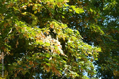 Teilaufnahme einer Linde im frühen Herbst