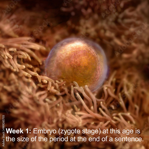 Fotografie Embryo alive in the uterus 1 week following fertilization