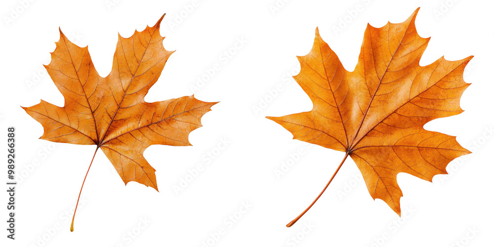 Fototapeta premium Two vibrant autumn leaves on a transparent background