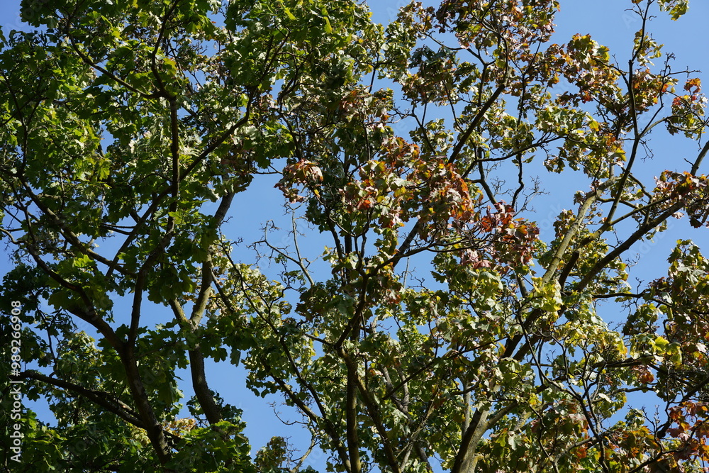 Äste eines herbstlichen Ahornbaums gegen blauen Himmel Äste eines herbstlichen Ahornbaums gegen blauen Himmel