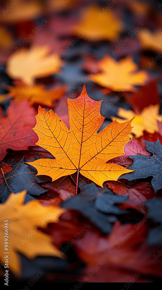 mapple leaves on the ground in autumn mapple leaves on the ground in autumn