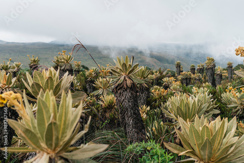 Frailejon centered in the middle around a valley of frailejones photo