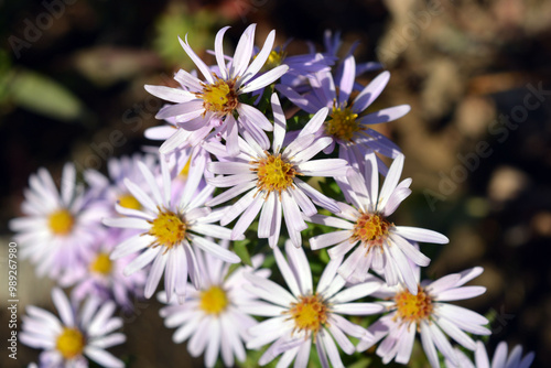 Beautiful and bright, delicate, purple flowers, low bushes of September, colorful asters against the background of small, green leaves illuminated by rays of sunlight.