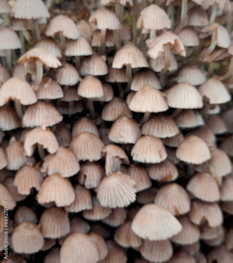 mushrooms on the tree mushrooms on the tree