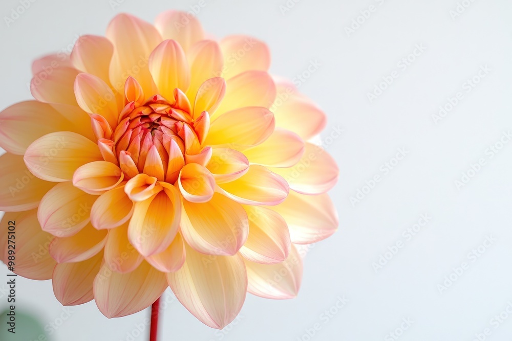 A single, pale peach dahlia flower with delicate petals. A single, pale peach dahlia flower with delicate petals.