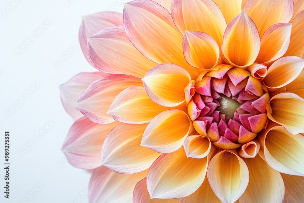 A close-up of a vibrant orange and pink dahlia flower with delicate petals on a white background. A close-up of a vibrant orange and pink dahlia flower with delicate petals on a white background.