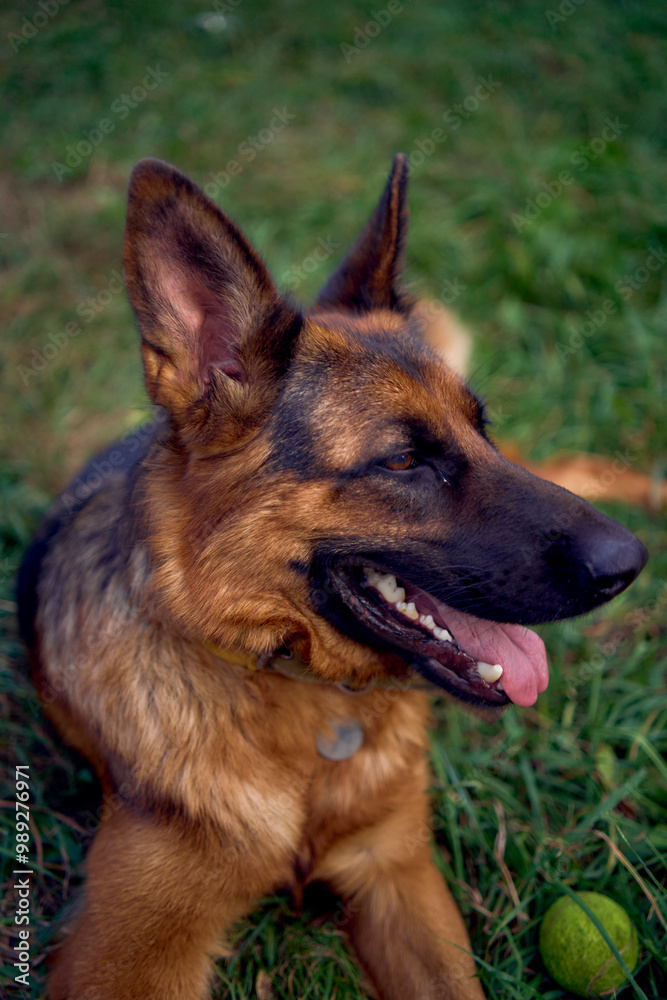 German shepherd dog camping with the children German shepherd dog camping with the children