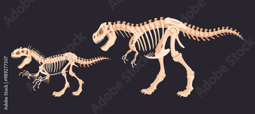 Jurassic raptors skeletons. Ancient tyrannosaurus dinosaur fossil bones, t-rex flat vector illustration set. Cartoon archaeological fossil skeletons