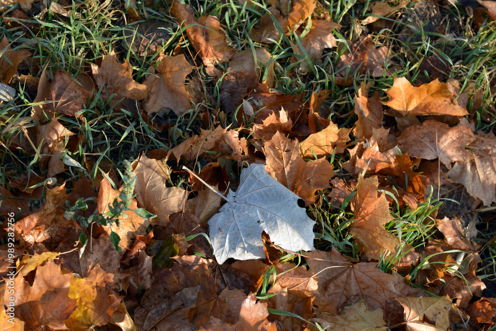 The autumn season is beautiful and pleasant. Yellow, brown, golden, dry green leaves, fallen leaves lie on the ground, sidewalks on the still green grass. ... The autumn season is beautiful and pleasant. Yellow, brown, golden, dry green leaves, fallen leaves lie on the ground, sidewalks on the still green grass. ...