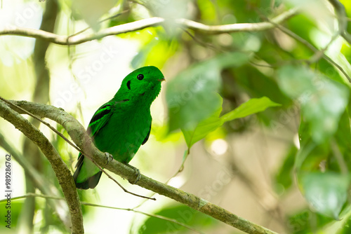 Cute Green broadbill at tree photo