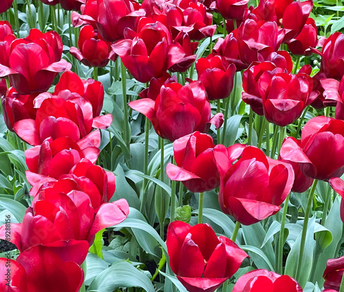 Field of blooming red tulips against a background of green stems and leaves