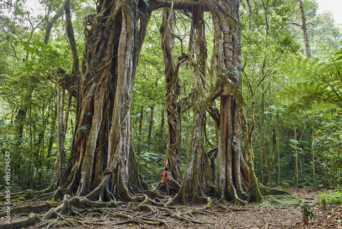 Asia, Indonesia, Bali, Mature fit Asian woman looking up at tall tree situated in rainforest, while trekking in jungle