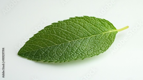 Single green mint leaf isolated on white background.