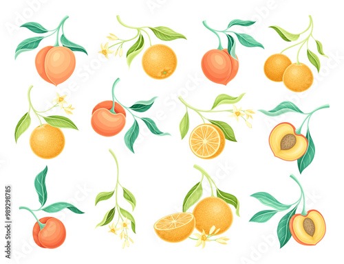 Peach and Orange Fruit Branch with Leaf and Juicy Fruit Vector Set
