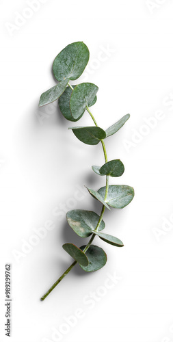 Detailed Eucalyptus Stem with Arched Leaves photo