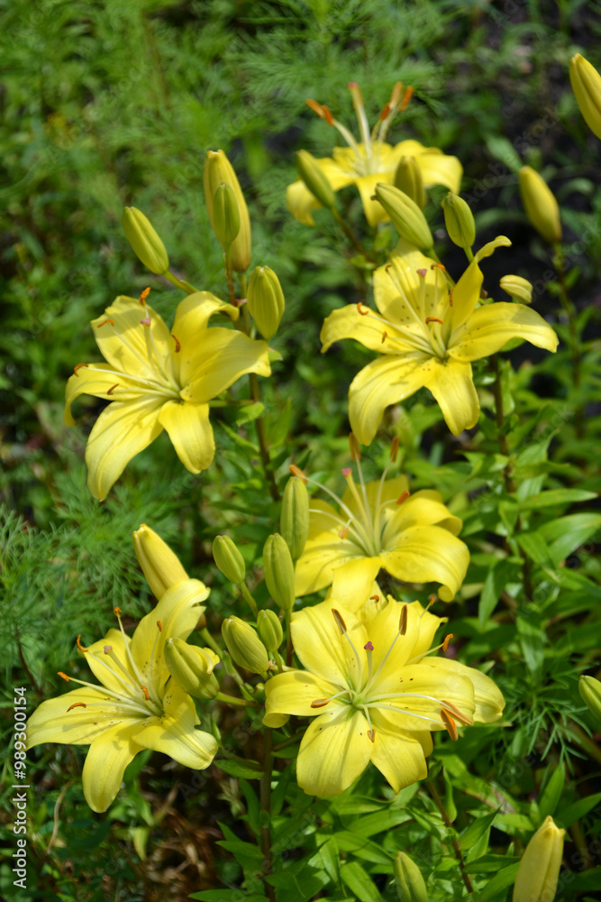 yellow lily in the garden
yellow lily in the garden