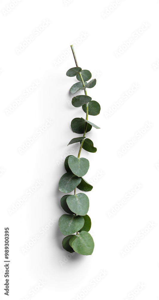 Eucalyptus Stem with Fresh Green Leaves Eucalyptus Stem with Fresh Green Leaves
