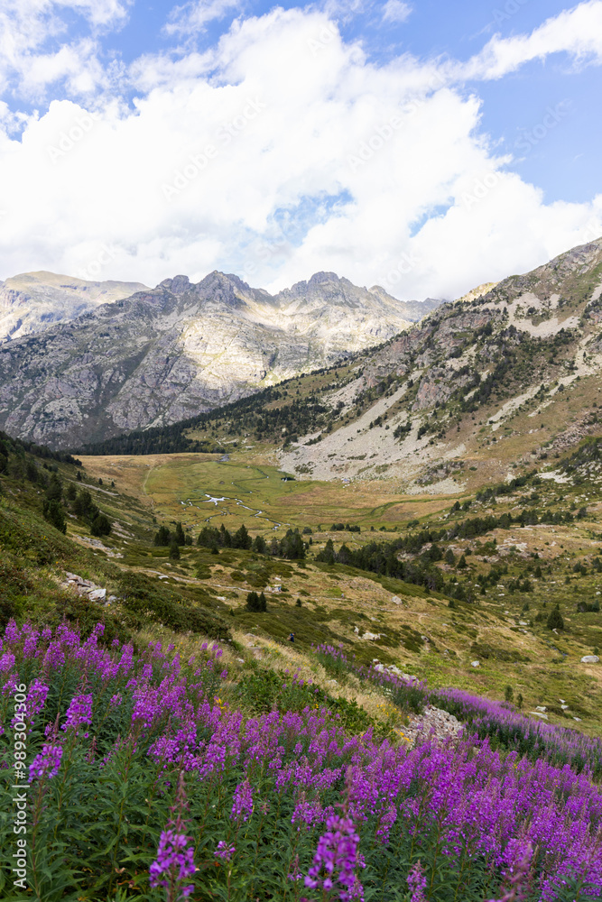 Rosebay willowherb, Chamaenerion pink flowers growing in the Pyrenees mountains, Vall d'Incles, Andorra Rosebay willowherb, Chamaenerion pink flowers growing in the Pyrenees mountains, Vall d'Incles, Andorra