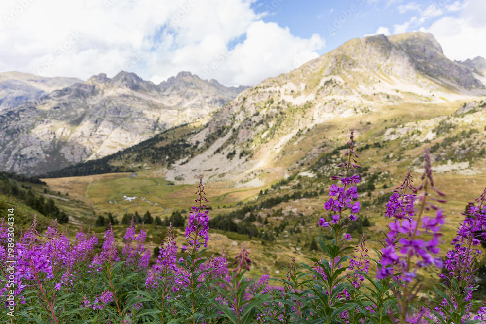 Rosebay willowherb, Chamaenerion pink flowers growing in the Pyrenees mountains, Vall d'Incles, Andorra Rosebay willowherb, Chamaenerion pink flowers growing in the Pyrenees mountains, Vall d'Incles, Andorra