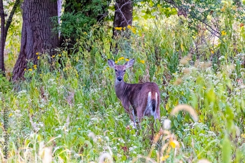 Deer. The white-tailed deer  also known as the whitetail or Virginia deer . White taild deer is  the wildlife symbol of Wisconsin  and game animal of Oklahoma photo