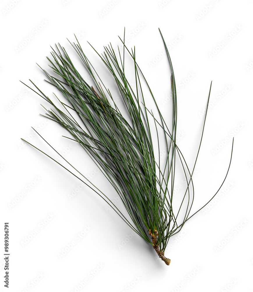 Organic Pine Branch for Winter Themes Organic Pine Branch for Winter Themes