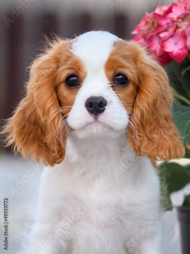 close up portrait of a cavalier king charles spaniel puppy dog ​​blenheim