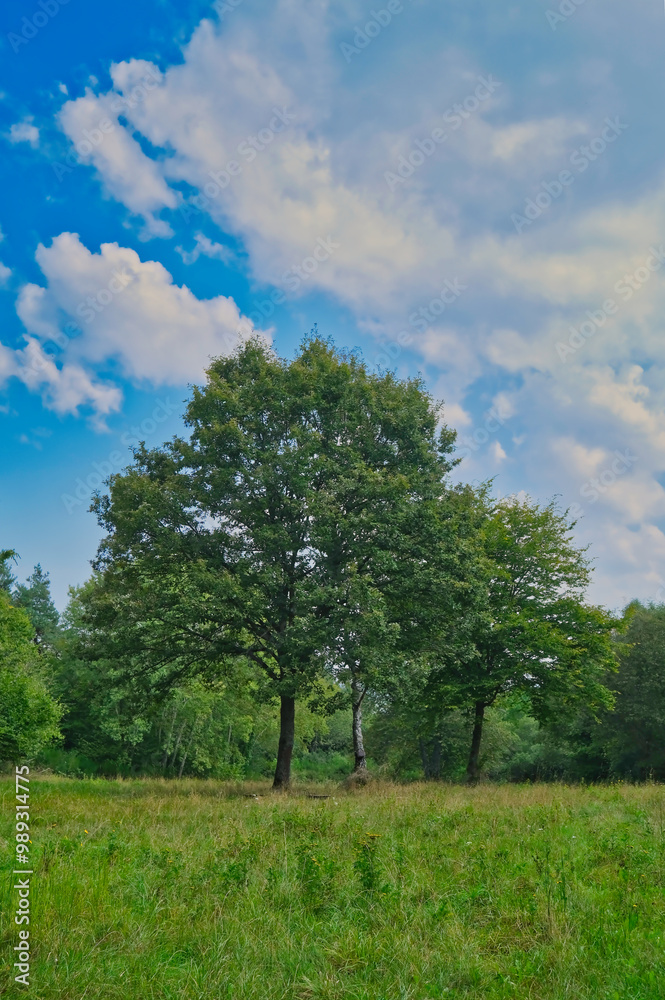Beautiful single oak tree with a beautiful crown Beautiful single oak tree with a beautiful crown