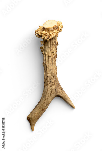 Small Cut Section of an Antler photo