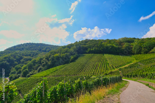 Wine-growing region near Dernau on the Ahr River, in the Ahrweileiler district, Germany photo